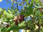  צילום: CC-BY-SA-2.5,2.0,1.0, Cercis siliquastrum, GFDL