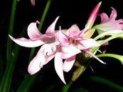  צילום: Crinum × powellii, Flickr images reviewed by FlickreviewR