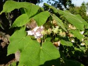  צילום: CC-Zero, Dombeya burgessiae, Flora at the Botanical garden of Barcelona