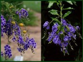  צילום: By Tatiana Gerus from Brisbane, Australia [CC-BY-2.0 (http://creativecommons.org/licenses/by/2.0)], via Wikimedia Commons