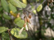  צילום: By KENPEI (KENPEI's photo) [GFDL (http://www.gnu.org/copyleft/fdl.html), CC-BY-SA-3.0 (http://creativecommons.org/licenses/by-sa/3.0/) or CC-BY-SA-2.1-jp (http://creativecommons.org/licenses/by-sa/2.1/jp/deed.en)], via Wikimedia Commons