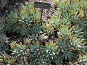  צילום: Aloe brevifolia, Images from Gardenology.org, Items with OTRS permission confirmed