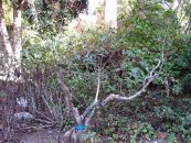  צילום: Erythrina humeana, Images from Gardenology.org, Items with OTRS permission confirmed