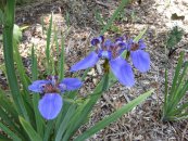  צילום: By Raffi Kojian (http://Gardenology.org) [CC-BY-SA-3.0 (http://creativecommons.org/licenses/by-sa/3.0)], via Wikimedia Commons