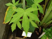  צילום: http://commons.wikimedia.org/wiki/File:Hibiscus_coccineus.jpg