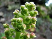  צילום: By Javier Sanchez Portero (Own work) [CC-BY-SA-3.0 (http://creativecommons.org/licenses/by-sa/3.0)], via Wikimedia Commons