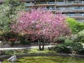  צילום: Cercis siliquastrum, Japanese garden of Monaco, Media with locations
