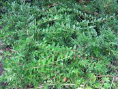  צילום: http://en.wikipedia.org/wiki/File:LoniceraPileata.jpg