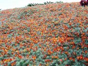  צילום: http://it.wikipedia.org/wiki/File:Lotus_berthelotii.jpg