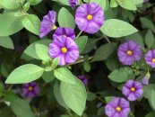  צילום: I, Webstoney [CC-BY-SA-2.5 (http://creativecommons.org/licenses/by-sa/2.5)], via Wikimedia Commons