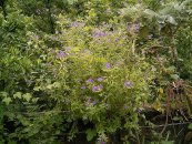  צילום: By Frank Vincentz (Own work) [GFDL (http://www.gnu.org/copyleft/fdl.html) or CC-BY-SA-3.0 (http://creativecommons.org/licenses/by-sa/3.0/)], via Wikimedia Commons