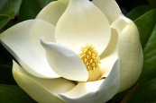  צילום: Close-ups of Magnolia grandiflora flowers, Self-published work, Taken with Nikon D5100