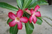  צילום: Adenium obesum (cultivated), Flora of Maldives, GFDL