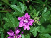  צילום: GFDL, License migration redundant, Malva sylvestris