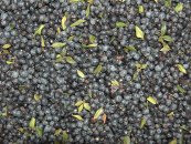  צילום: http://it.wikipedia.org/wiki/File:Myrtus_communis_10.jpg