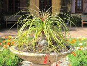  צילום: By Tangopaso (Own work) [Public domain], via Wikimedia Commons