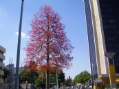  צילום: Dr. Avishai Teicher [CC-BY-2.5 (http://creativecommons.org/licenses/by/2.5)], via Wikimedia Commons