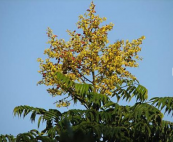  צילום: משתלת חורשים