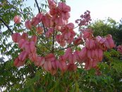  צילום: Images from the Pikiwiki project, Koelreuteria bipinnata