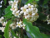  צילום: http://en.wikipedia.org/wiki/File:Pittosporum_undulatum_(Flower).jpg