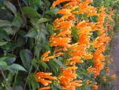  צילום: Extranet (Own work) [CC-BY-3.0 (http://creativecommons.org/licenses/by/3.0)], via Wikimedia Commons