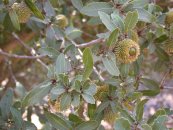 צילום: Flora of Israel, Images by Gidip, Leaves of Quercus