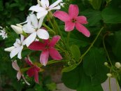  צילום: http://ru.wikipedia.org/wiki/%D0%9A%D0%B2%D0%B8%D1%81%D0%BA%D0%B2%D0%B0%D0%BB%D0%B8%D1%81_%D0%B8%D0%BD%D0%B4%D0%B8%D0%B9%D1%81%D0%BA%D0%B8%D0%B9#mediaviewer/%D0%A4%D0%B0%D0%B9%D0%BB:Quisqualis_indica_0007.jpg