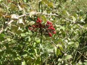  צילום: http://commons.wikimedia.org/wiki/File:RoshpinaDSCN4650.JPG