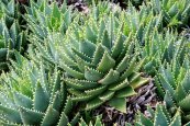  צילום: Aloe brevifolia, Botanicactus, GFDL