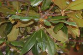  צילום: GFDL-1.2, Magnolia grandiflora, Photographs by Derek Ramsey
