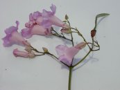  צילום: Forest & Kim Starr [CC-BY-3.0 (http://creativecommons.org/licenses/by/3.0)], via Wikimedia Commons