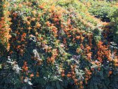  צילום: Forest & Kim Starr [CC-BY-3.0 (http://creativecommons.org/licenses/by/3.0)], via Wikimedia Commons