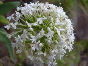  צילום:  Forest & Kim Starr