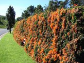  צילום: Forest & Kim Starr [CC-BY-3.0 (http://creativecommons.org/licenses/by/3.0)], via Wikimedia Commons