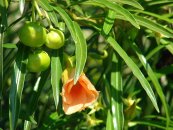  צילום: Forest & Kim Starr [CC-BY-3.0 (http://creativecommons.org/licenses/by/3.0)], via Wikimedia Commons