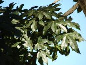  צילום: Forest & Kim Starr [CC-BY-3.0 (http://creativecommons.org/licenses/by/3.0)], via Wikimedia Commons