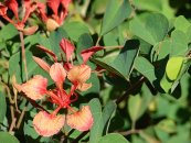  צילום: Forest & Kim Starr [CC-BY-3.0 (http://creativecommons.org/licenses/by/3.0)], via Wikimedia Commons