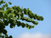  צילום: Forest & Kim Starr [CC-BY-3.0 (http://creativecommons.org/licenses/by/3.0)], via Wikimedia Commons