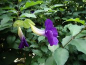  צילום: By Karelj (Own work) [CC-BY-SA-3.0 (http://creativecommons.org/licenses/by-sa/3.0) or GFDL (http://www.gnu.org/copyleft/fdl.html)], via Wikimedia Commons