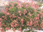  צילום: By me (I photographed) [GFDL (http://www.gnu.org/copyleft/fdl.html) or CC-BY-SA-3.0-2.5-2.0-1.0 (http://creativecommons.org/licenses/by-sa/3.0)], via Wikimedia Commons