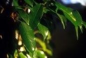  צילום: Ficus benjamina (leaves), GFDL-en, License migration completed