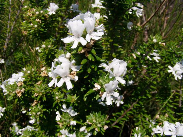 וסטרינגיה שיחנית , Westringia fruticosa - סירטון