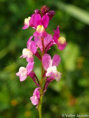  צילום: https://www.flickr.com/photos/valter/8512900023/in/photostream/