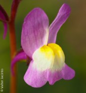  צילום: https://www.flickr.com/photos/valter/8513950002/