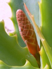  צילום: Aloe arborescens, Media with locations, Self-published work