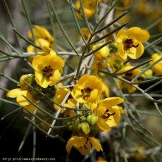 סנא לענתית תת מין סטורט