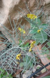  צילום: קיקה צוקרמן