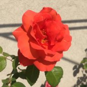ורד לאס וגאס