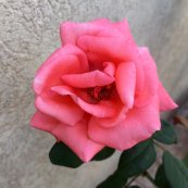  צילום: אסף שטילמן