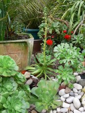  צילום: Aeonium canariense, Self-published work